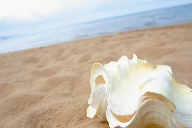 Sea Shells Wallpaper Backgrounds   Kemecer.com