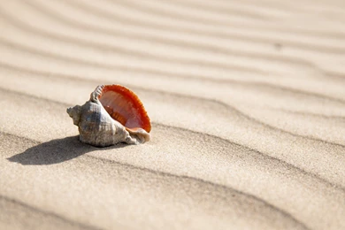 1680x1050 > Seashell Wallpapers