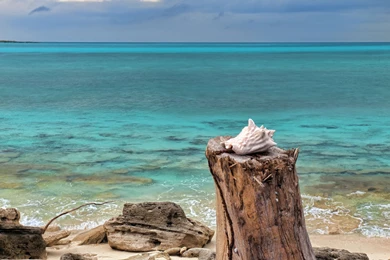 885954 Seashell Wallpapers