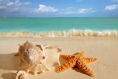 Phone Wallpapers: Sea Shells Wallpapers