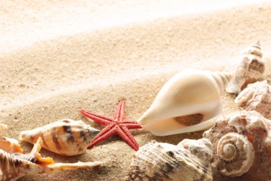 Seashell Wallpapers 311 1600x1000   UMad.com