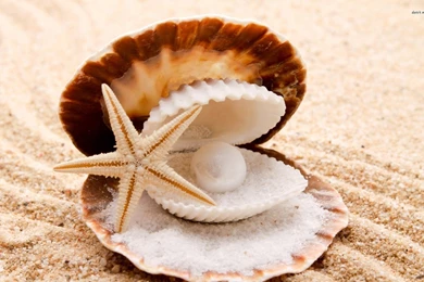 Pearl In The Seashell Wallpapers » WallDevil   Best Free HD Desktop ...