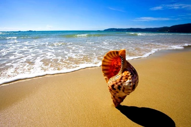 SEA SHELL WALLPAPER   (