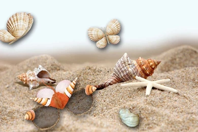 Sea Shells Wallpapers HD
