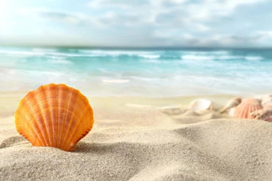 SEA SHELL WALLPAPER   (