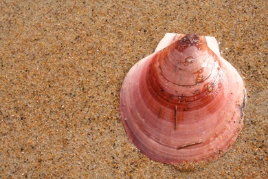 1680x1050 > Seashell Wallpapers
