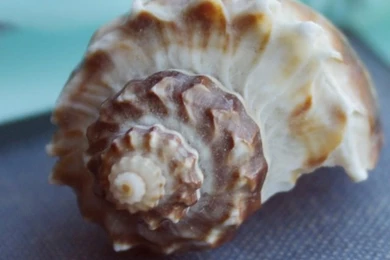 Seashell iPhone 5 Wallpapers (640x1136)