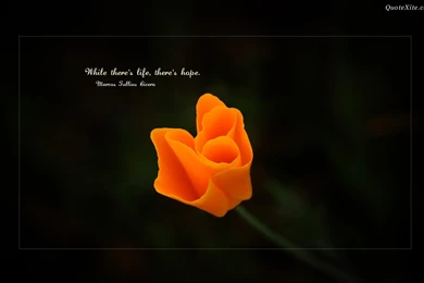 Wallpapers Quotations