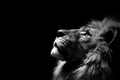 Animals,monochrome Animals Monochrome Lions Black Backgrounds ...