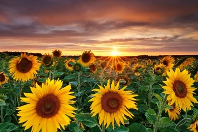 Magic Landscape Sunflower Garden Backgrounds HD Desktop Wallpapers ...