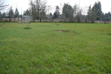 Japanese Inspired Rain Garden  Perspective