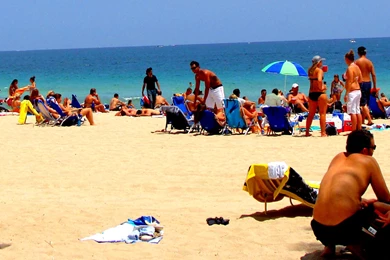 Calm Beach Wallpapers A Coconut Palm In Ft. Lauderdale Florida