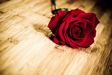 Red Rose Flowers Images And Wallpapers Download