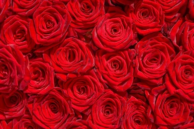 Children Boy Girl Flower Rose Mood Romance Wallpapers