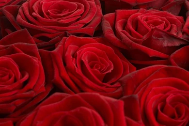 Rose Flower Wallpaper Images : Flower Wallpapers   Rakaruan.com