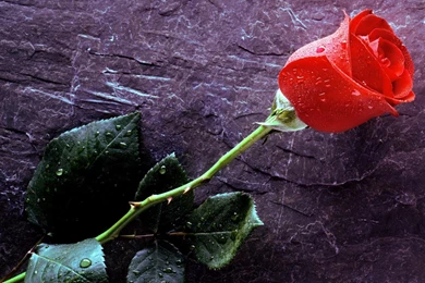 Desktop Hd Rose Flower Images 3d Hd Pictures.