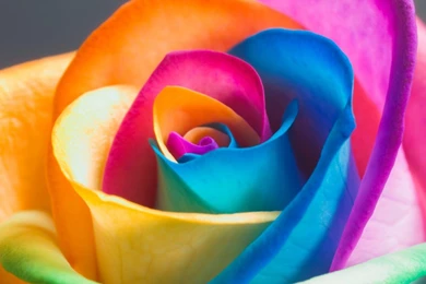 Wallpapers Colorful Flower Petals Hd Cartelthemes 1920x1080 ...