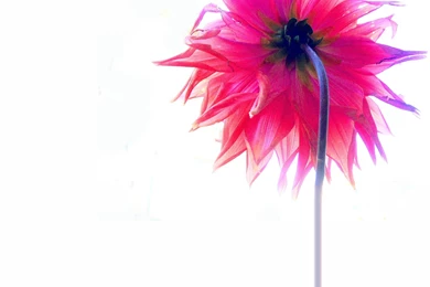 School Of Digital Photography: How To Photograph Flowers