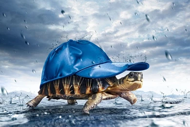 Wallpapers Hats Turtle Hat Bomp Hd I Moc Com 1366x768