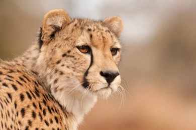 Cheetah Wallpapers HD