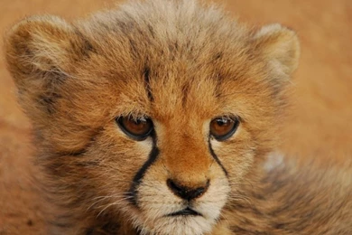 Live Cheetah Wallpapers 26100 HD Wallpapers