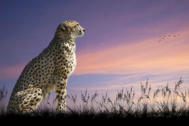 Cheetah Wallpapers HD   Wallpapers Cave