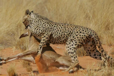 Wallpaper, Cheetah, Images, Wmwallpapers (