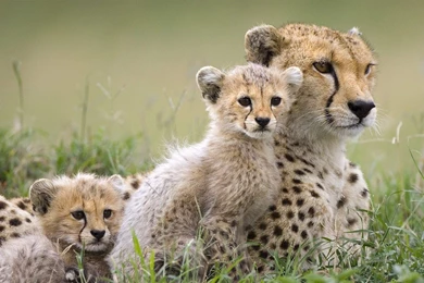 Masai Mara   A Cheetah Wallpapers   1280x800 Wallpapers Download ...