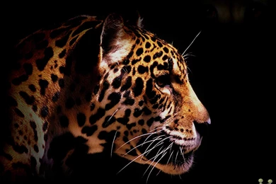 Superb Beautiful Cheetah Side View HD Wallpapers – HD Wallpapers ...
