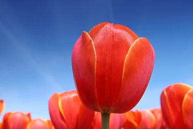 Free Wallpapers Screen Savers: Google Screensavers And Wallpapers