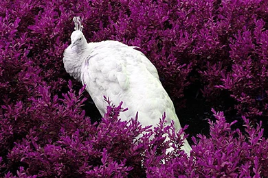 Best Quality Wallpapers   Widescreen HD Wallpapers