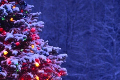 SuperHD.pics: Christmas Trees Desktop Bakcgrounds