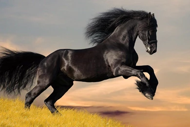 All Wallpapers: Black Horse New Best Hd Wallpapers 2013