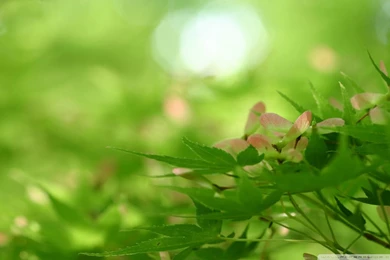 New Hd Wallpapers Best Nature Wallpapers Hd   1600x1000 IWallHD ...