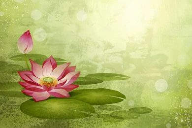 Lotus Flower Backgrounds   Wallpapers Cave