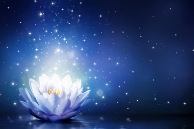 Lotus Flower Sparkles Blue Backgrounds Wallpapers HD Download