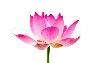 Blooming Lotus Flower On Isolate White Background.
