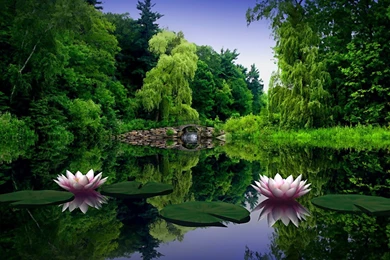 Lotus Flower Wallpapers   Wallpapers Cave