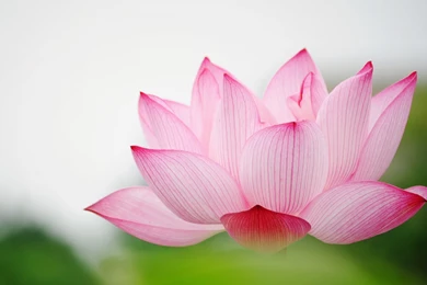 Lotus Flower Wallpaper Backgrounds HD 10589 2560x1600 Px ...