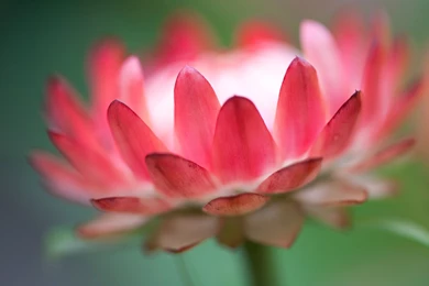 Lotus Flower In Pink Color Windows Wallpapers