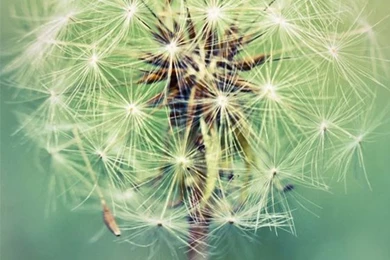 Make A Wish Dandelion iPhone 5 Wallpapers / IPod Wallpapers HD ...
