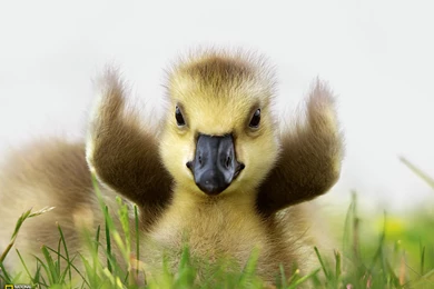 Photography   Desktop Wallpapers   National Geographic Magazine