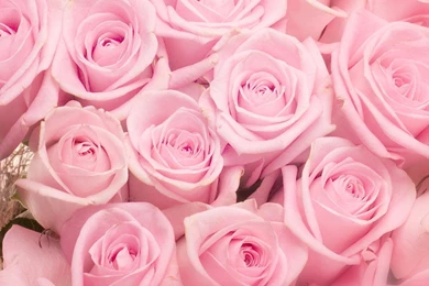 Wallpapers Roses
