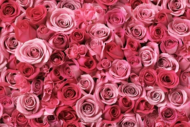 Rose Flowers Wallpapers Art Scene, Rose Flower Images, Rose ...