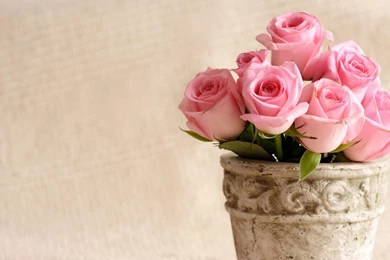 Mac iMac 27 Flowers Wallpapers, Desktop Backgrounds HD