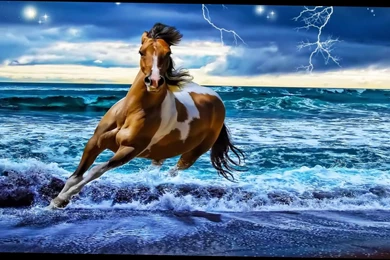 Horse Wallpapers For Computer   6 Items