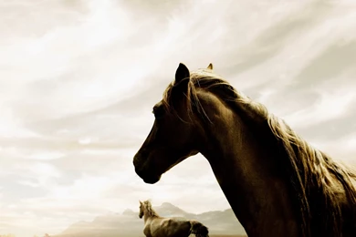 Horse Wallpapers
