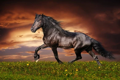Horse Computer Wallpapers, Desktop Backgrounds