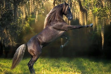 Best Horse Wall Mural Dnewhomewebsite Horse Wa Home Design