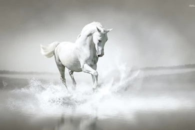 White Horse Wallpapers   Wallpapers Cave